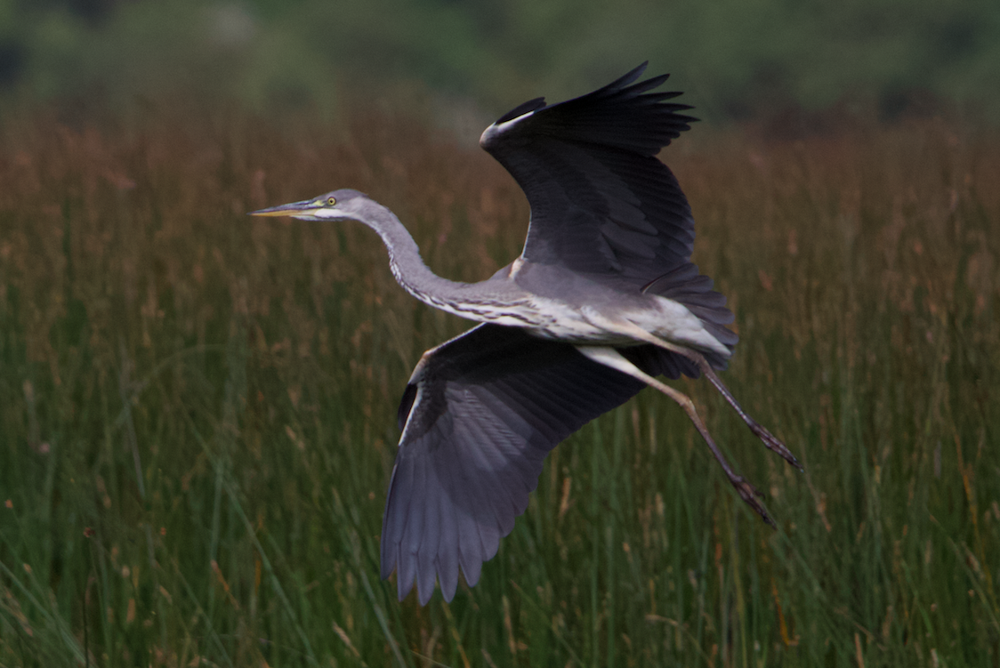 Gray Heron - ML639868202