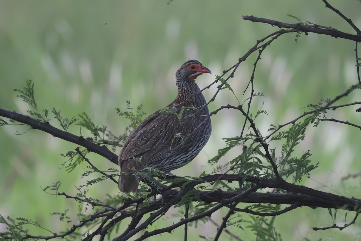 Gray-breasted Spurfowl - ML639868215
