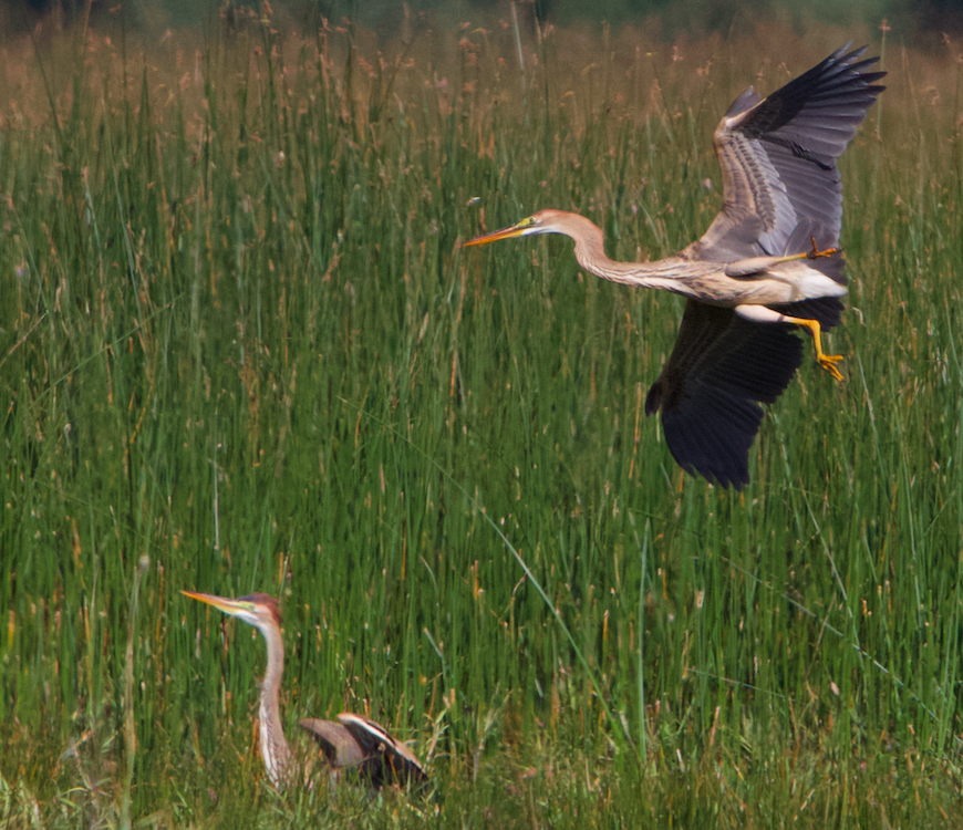 Purple Heron - ML639868223