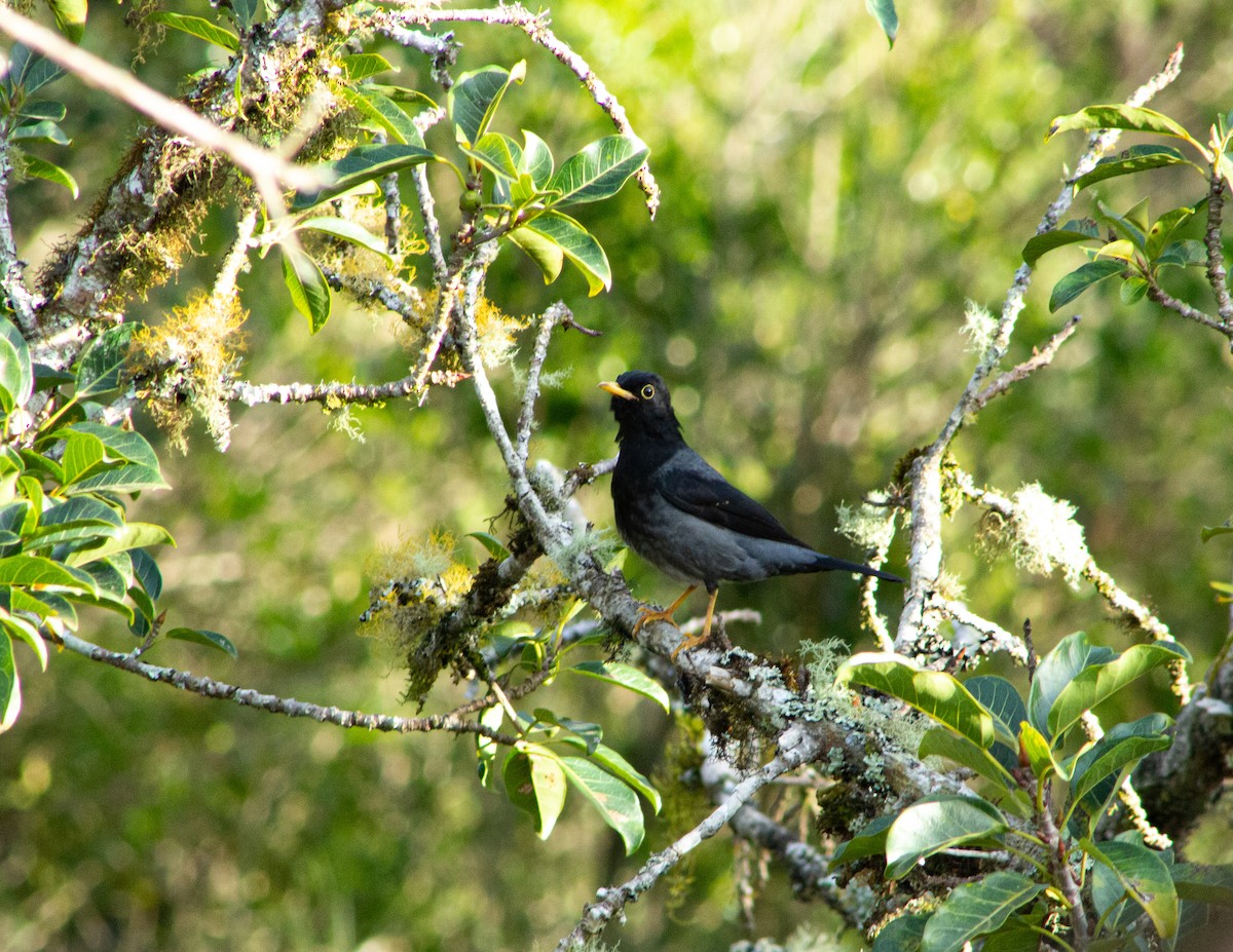Yellow-legged Thrush - ML639868235