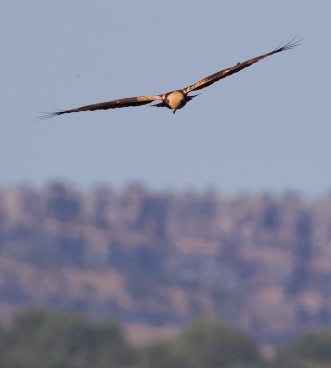 Western Marsh Harrier - ML639868250