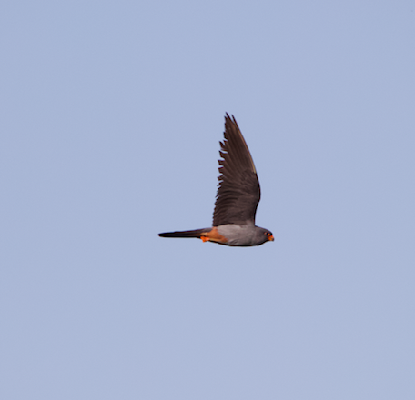 Red-footed Falcon - ML639868258