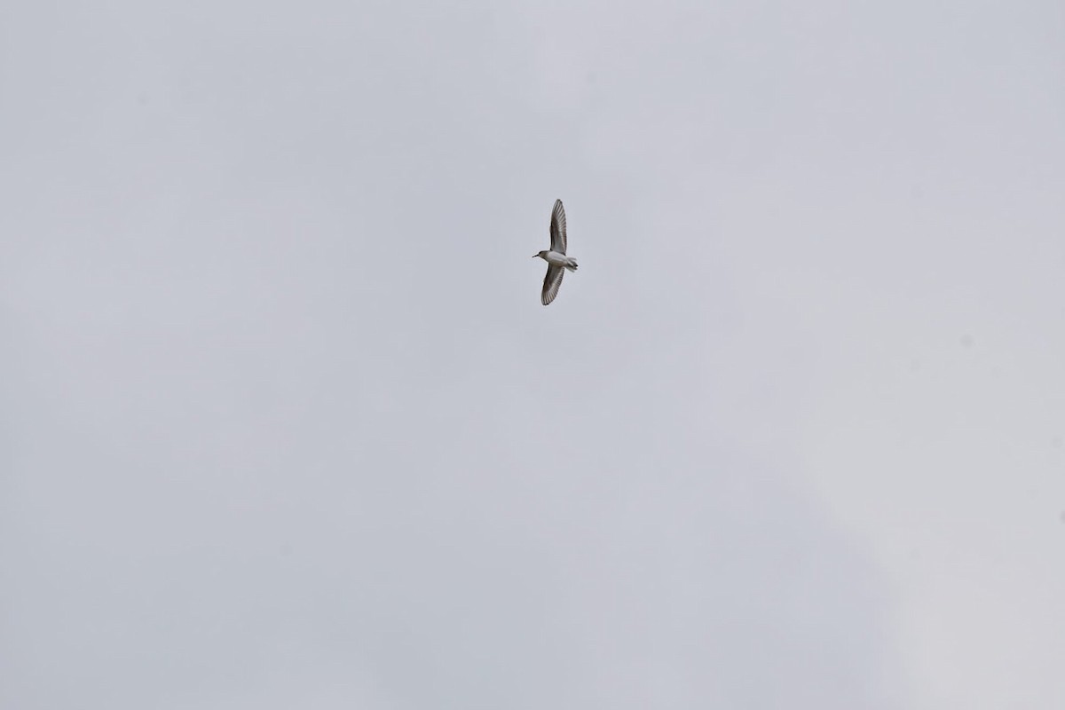 Temminck's Stint - ML639868259