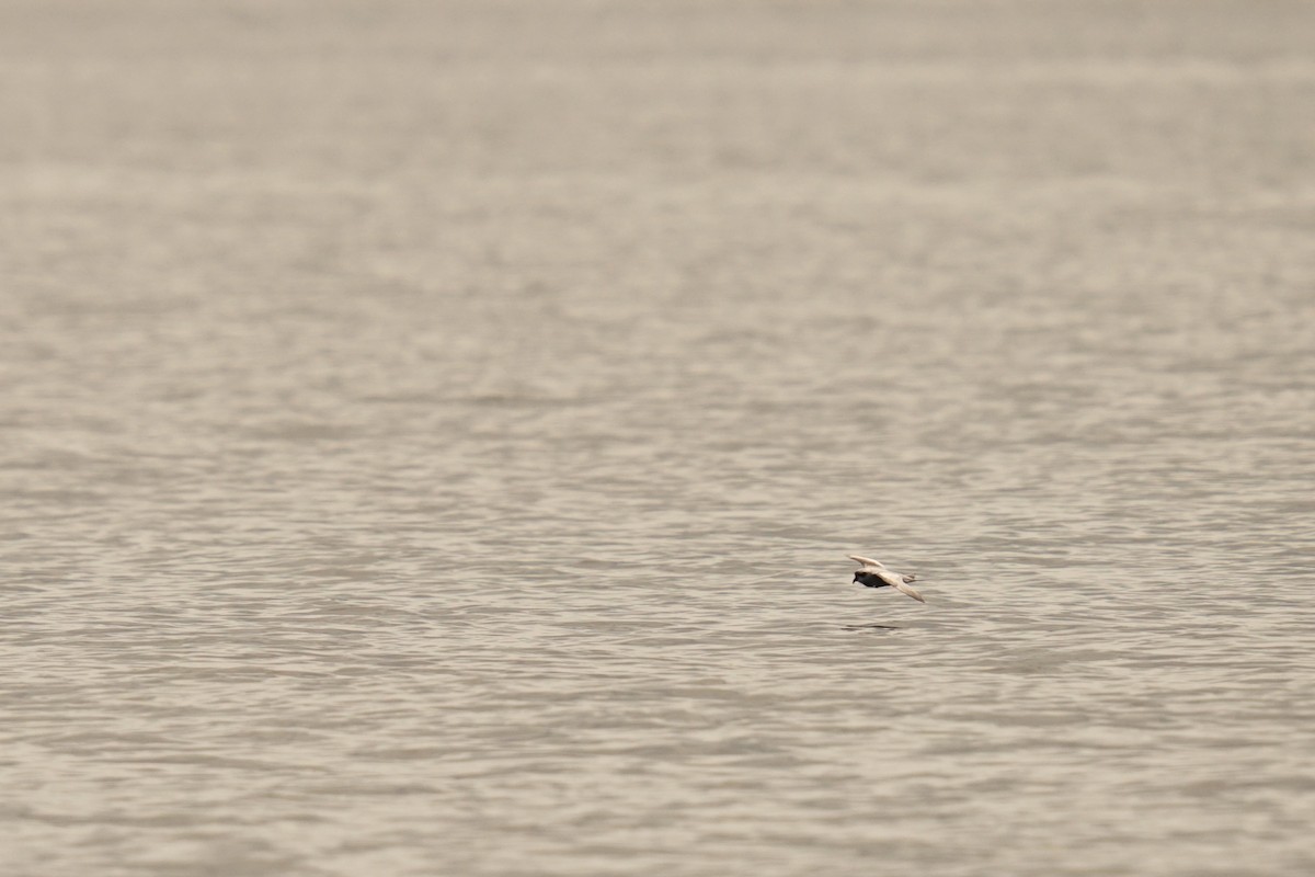Fork-tailed Storm-Petrel - ML639868262