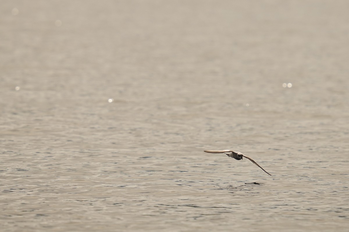Fork-tailed Storm-Petrel - ML639868263