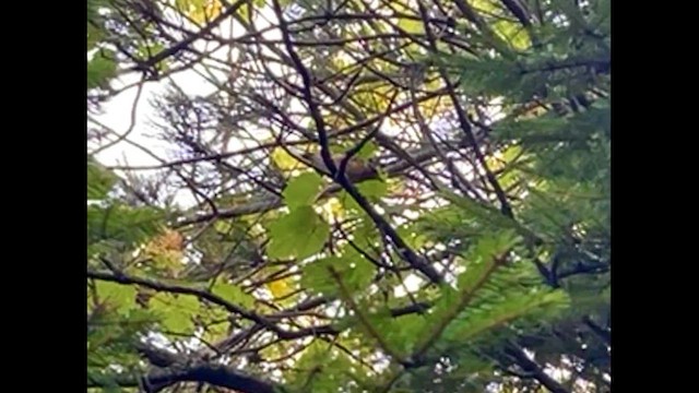 Bay-breasted Warbler - ML639868266