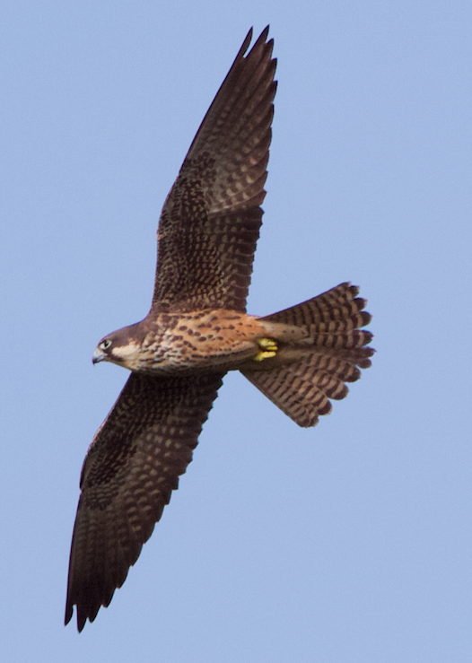 Eleonora's Falcon - ML639868301