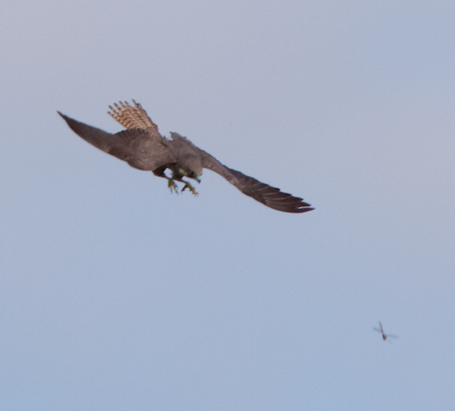 Eleonora's Falcon - ML639868302