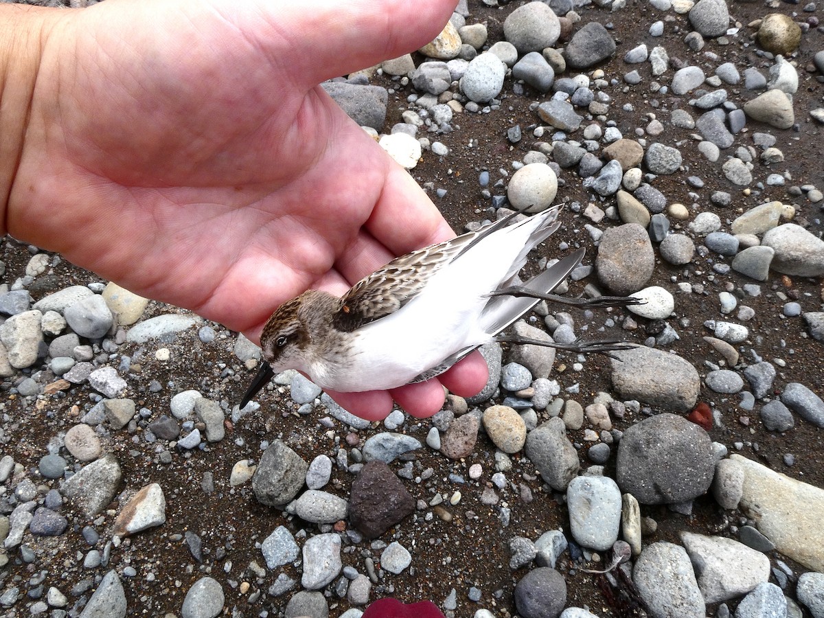 Gambecchio semipalmato - ML639868308