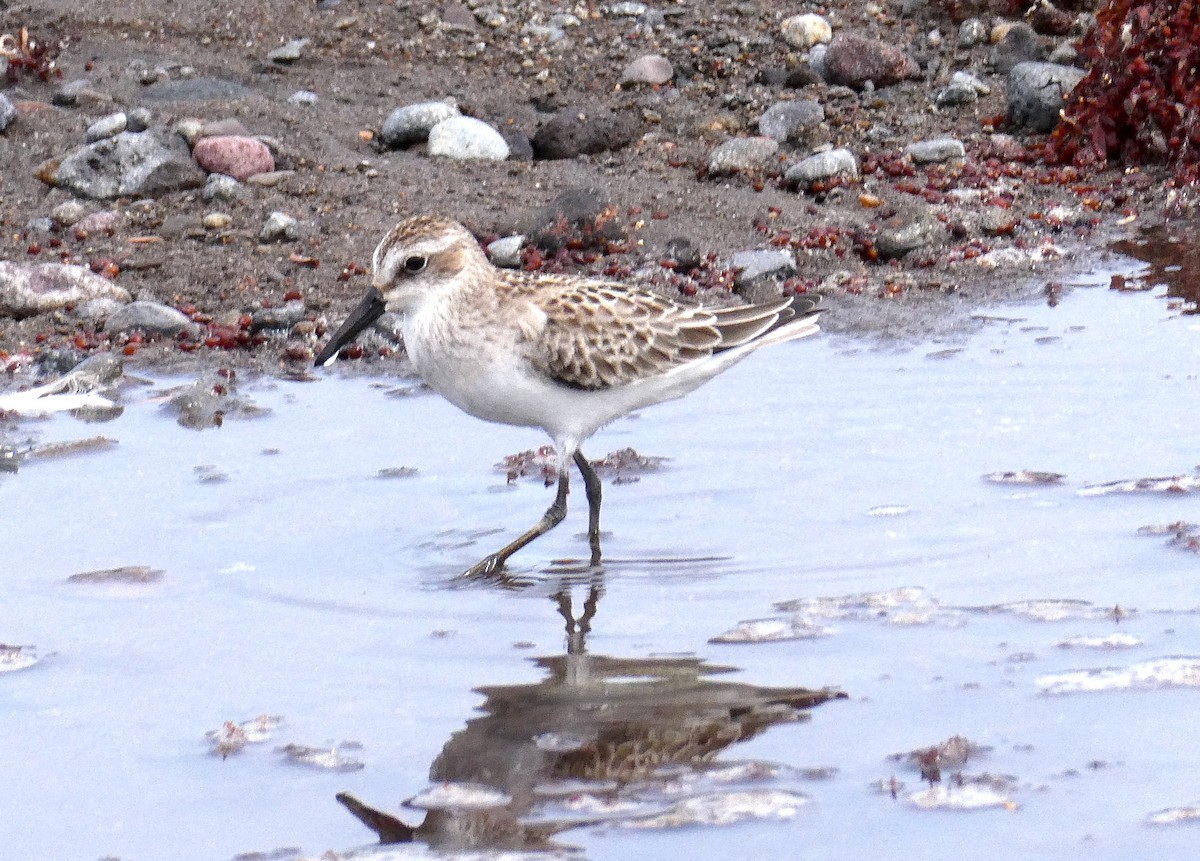 Gambecchio semipalmato - ML639868333