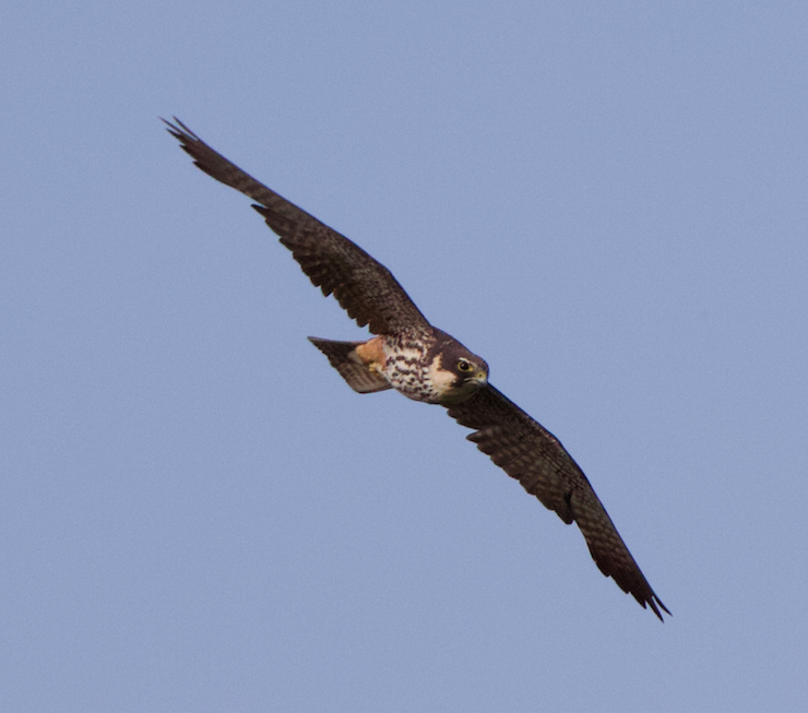 Eurasian Hobby - ML639868336