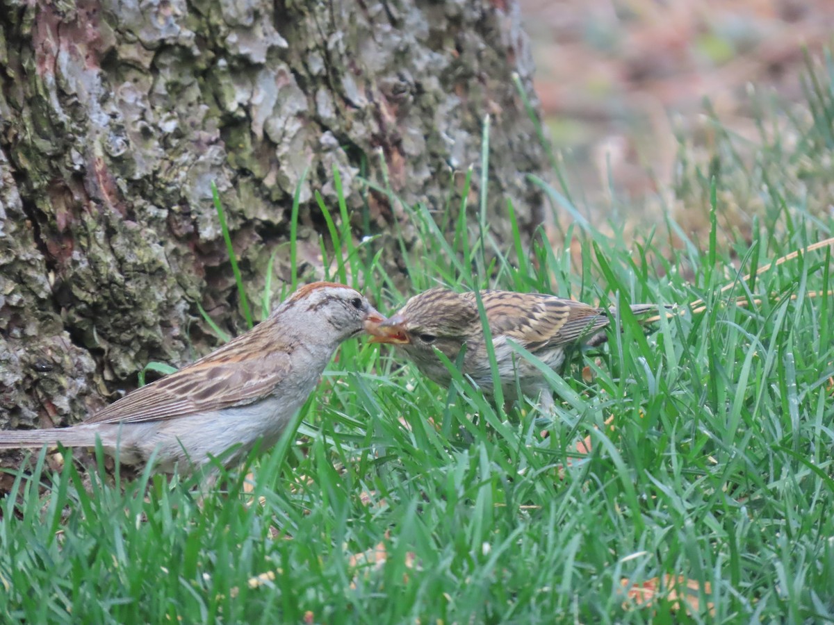 Chipping Sparrow - ML639868343