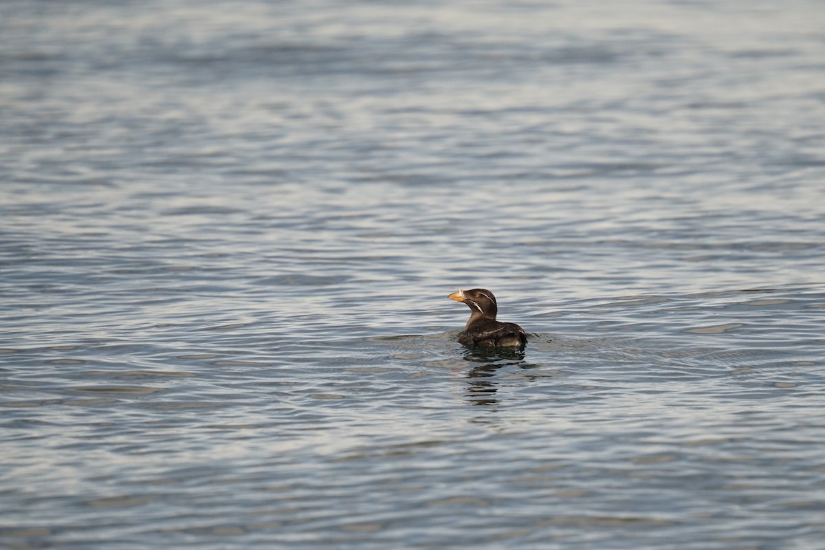 Rhinoceros Auklet - ML639868344