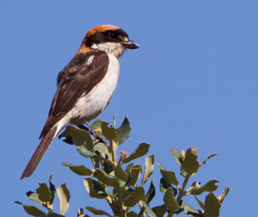 Woodchat Shrike - ML639868346