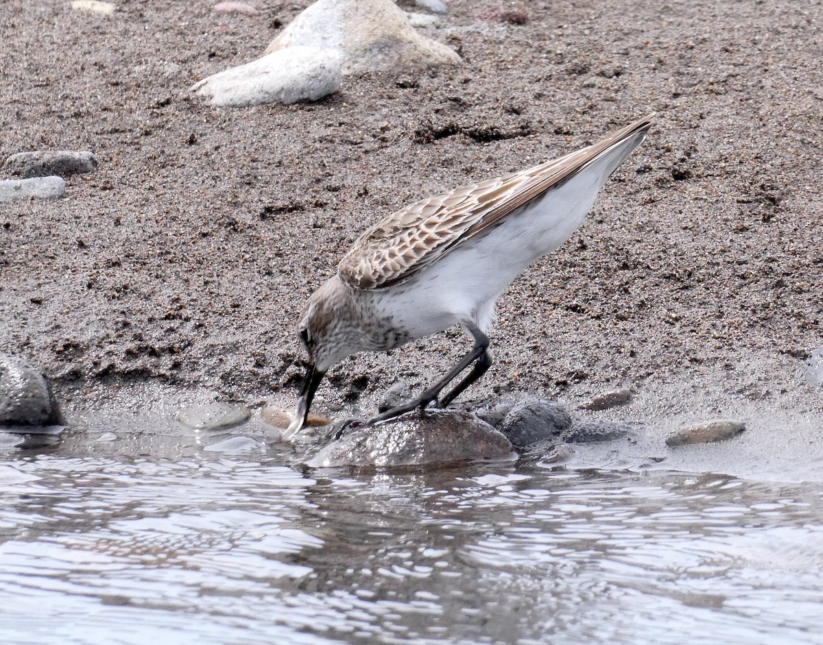 Gambecchio di Bonaparte - ML639868389