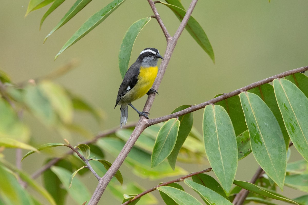 Bananaquit - ML639868394