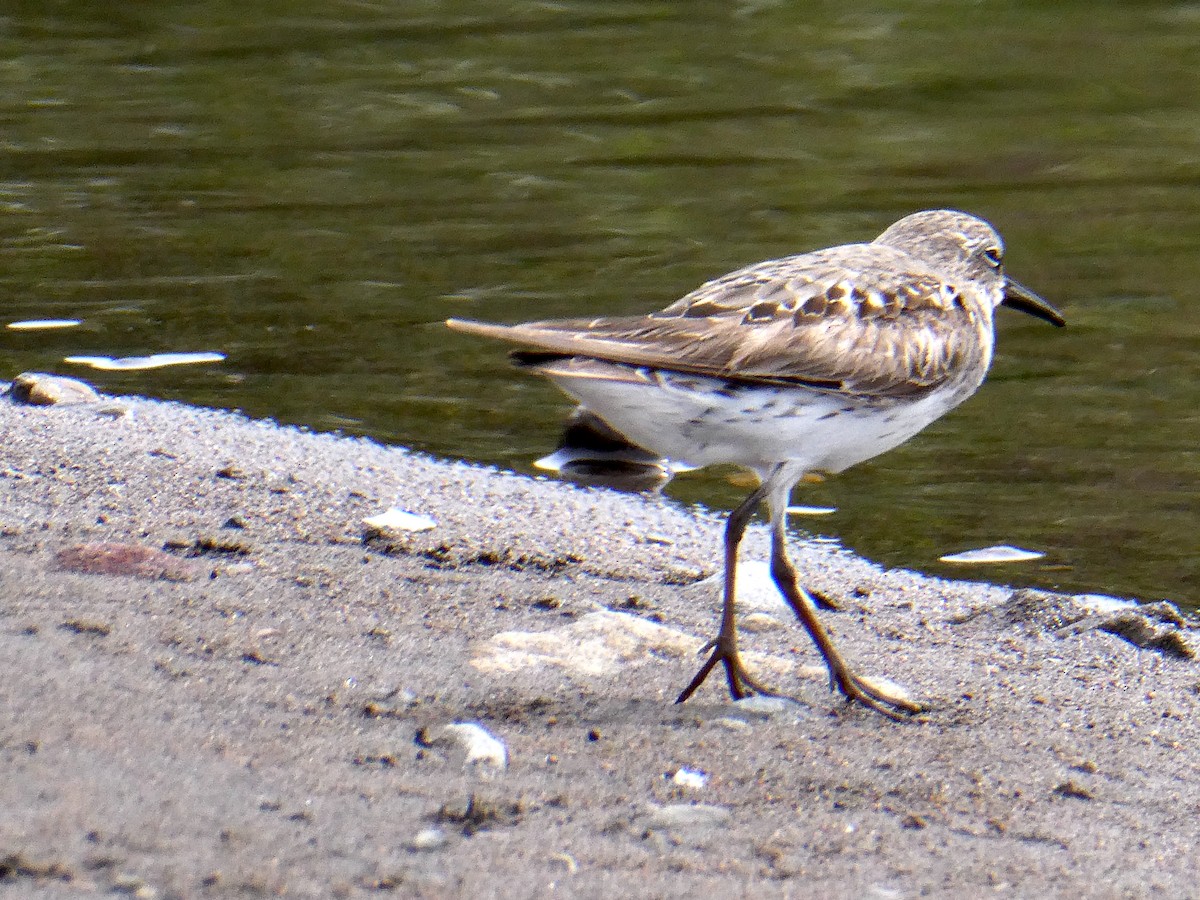 Gambecchio di Bonaparte - ML639868397