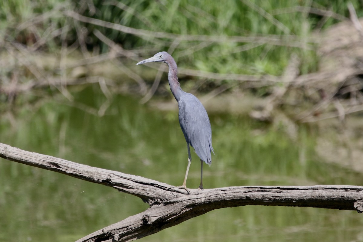 Little Blue Heron - ML639868398