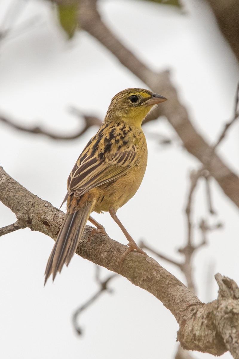 Wedge-tailed Grass-Finch - ML639868402