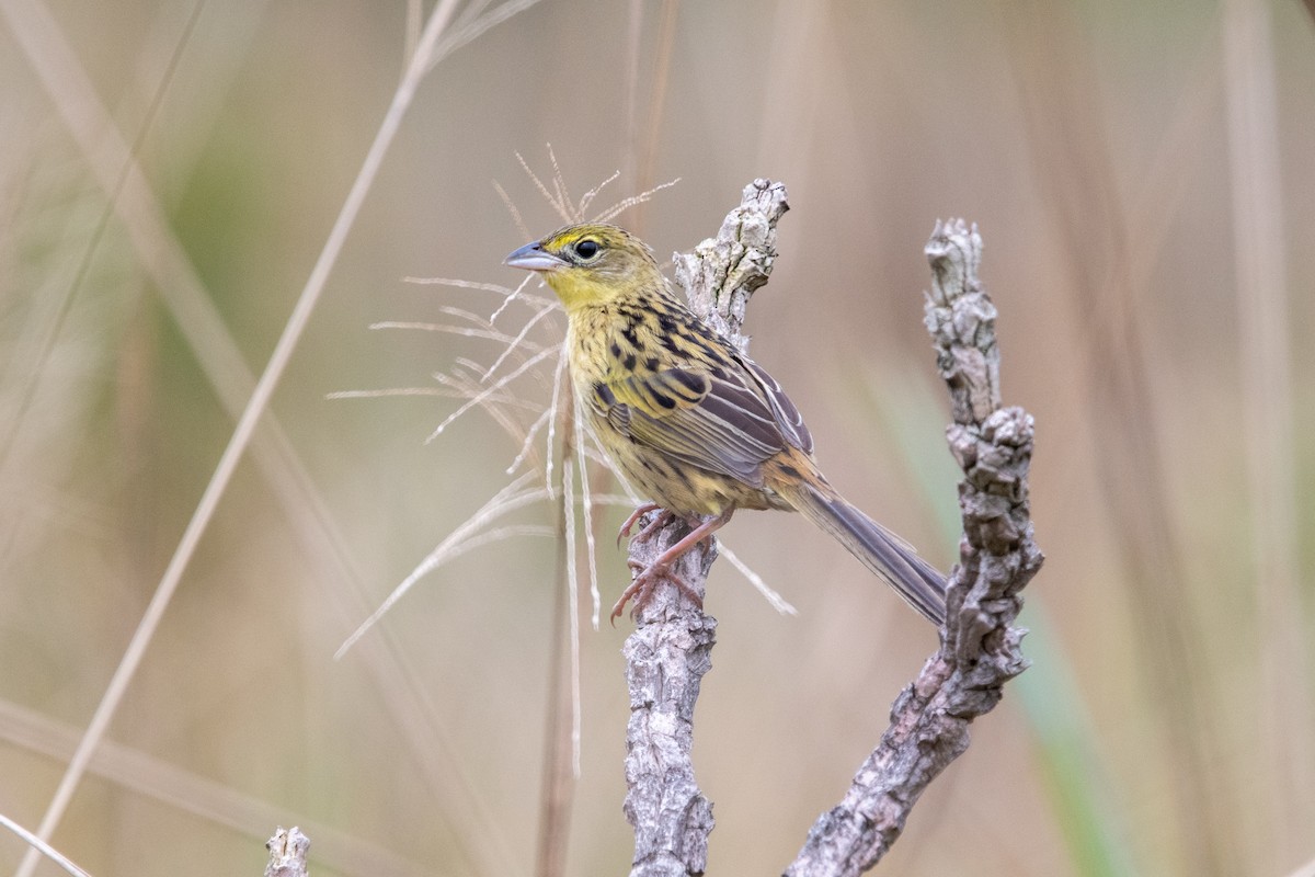 Wedge-tailed Grass-Finch - ML639868403