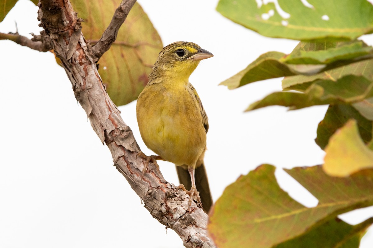 Wedge-tailed Grass-Finch - ML639868404