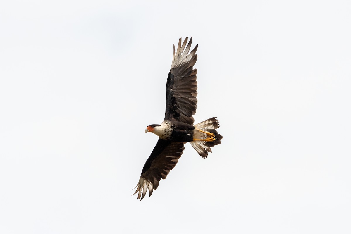 Crested Caracara - ML639868428
