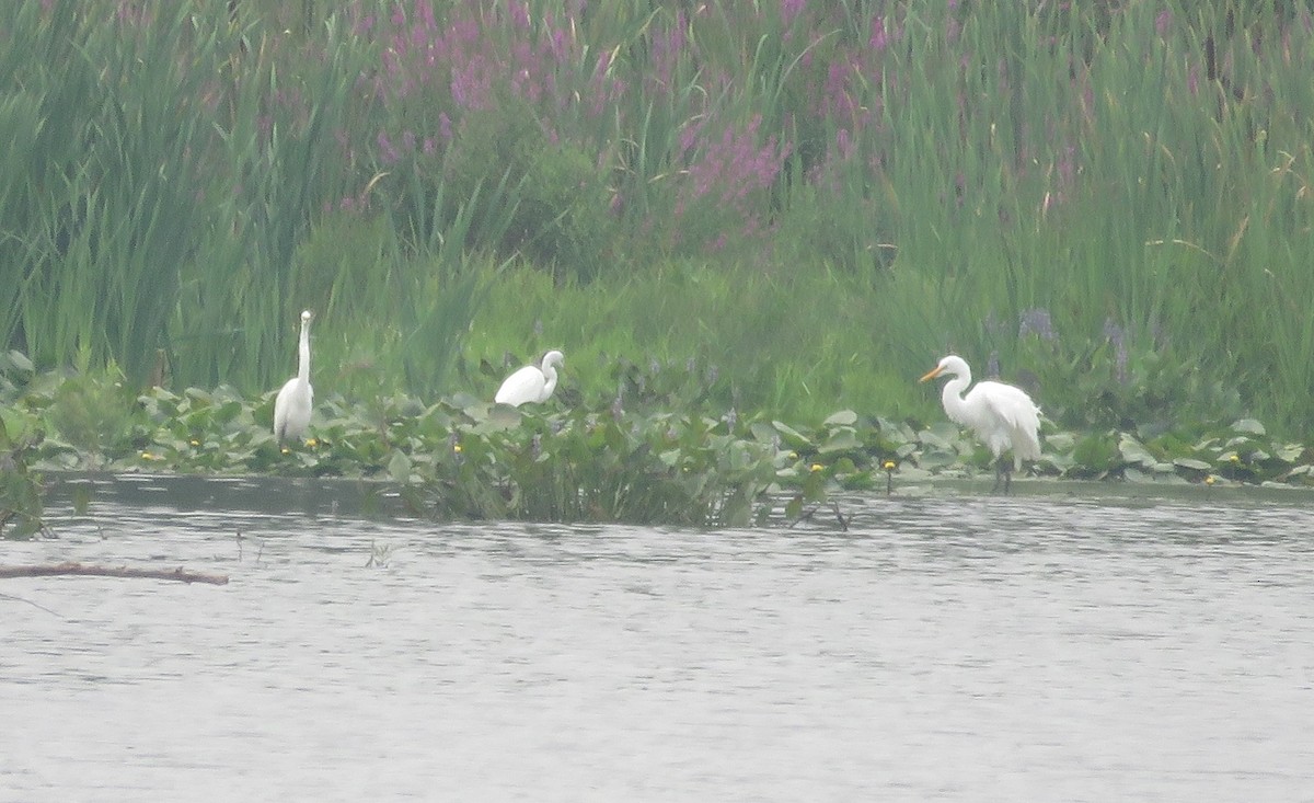 Great Egret - ML639868439