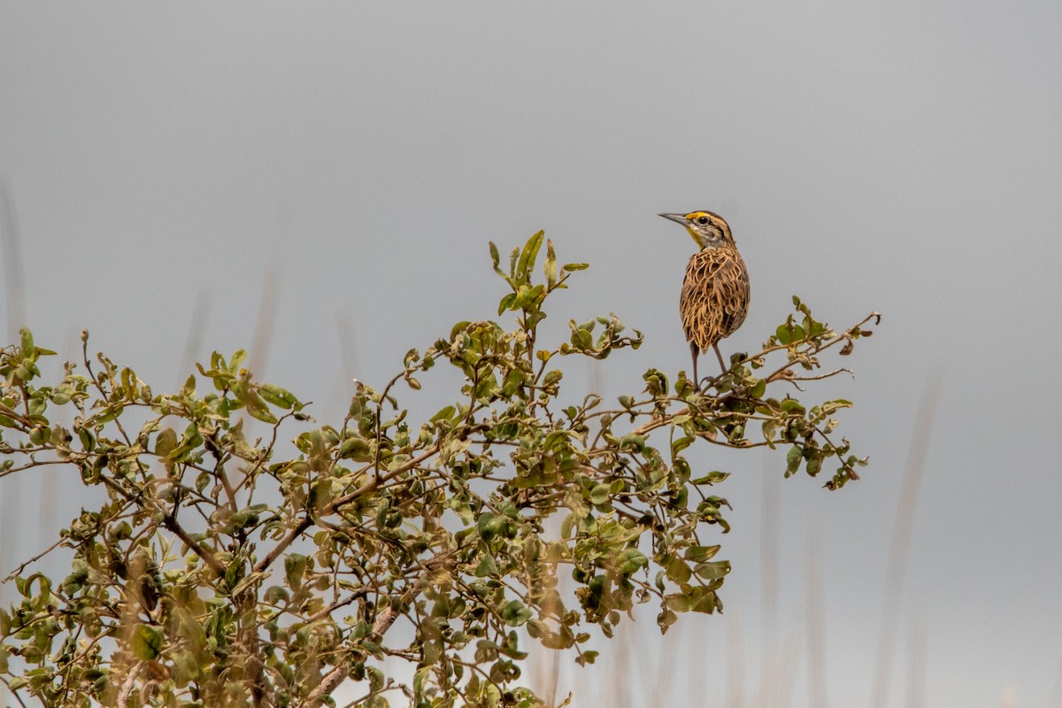 Eastern Meadowlark - ML639868443