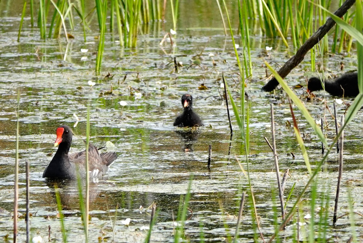 Common Gallinule - ML639868449