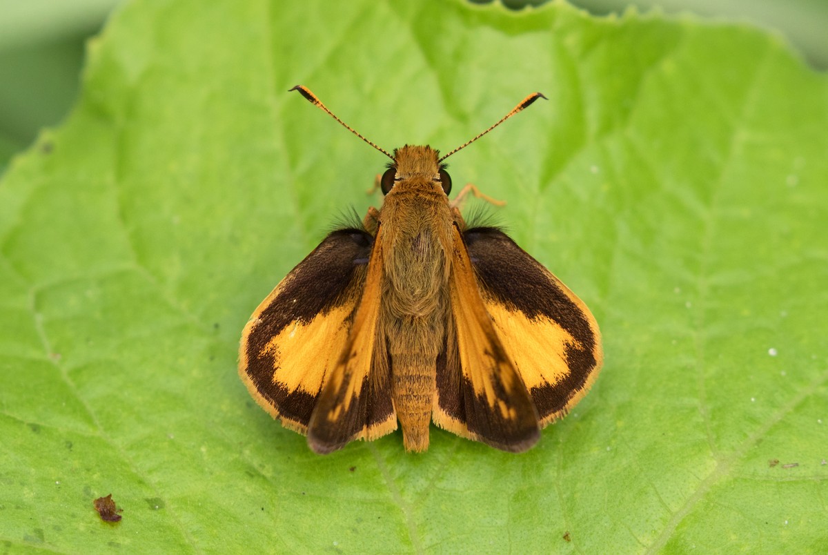 Zabulon Skipper - ML639868477