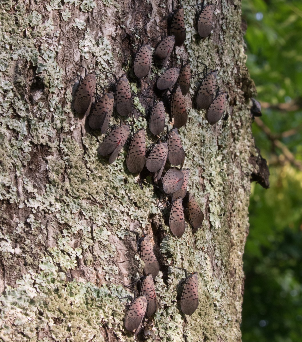 Spotted Lanternfly - ML639868478