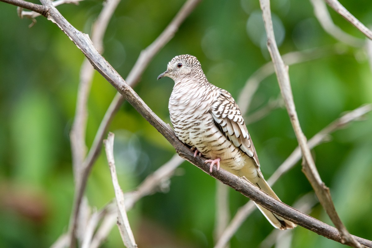 Scaled Dove - ML639868527