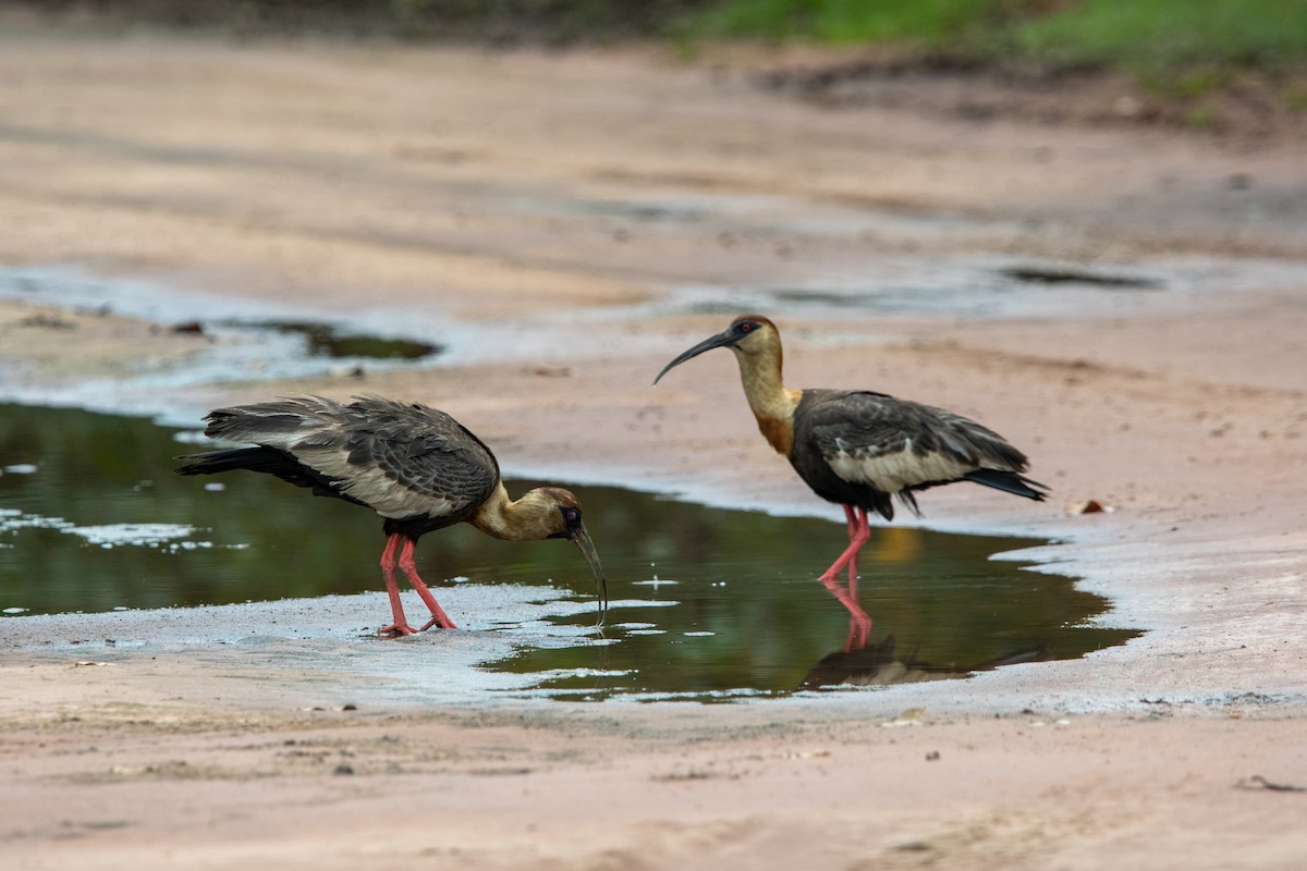 Buff-necked Ibis - ML639868537