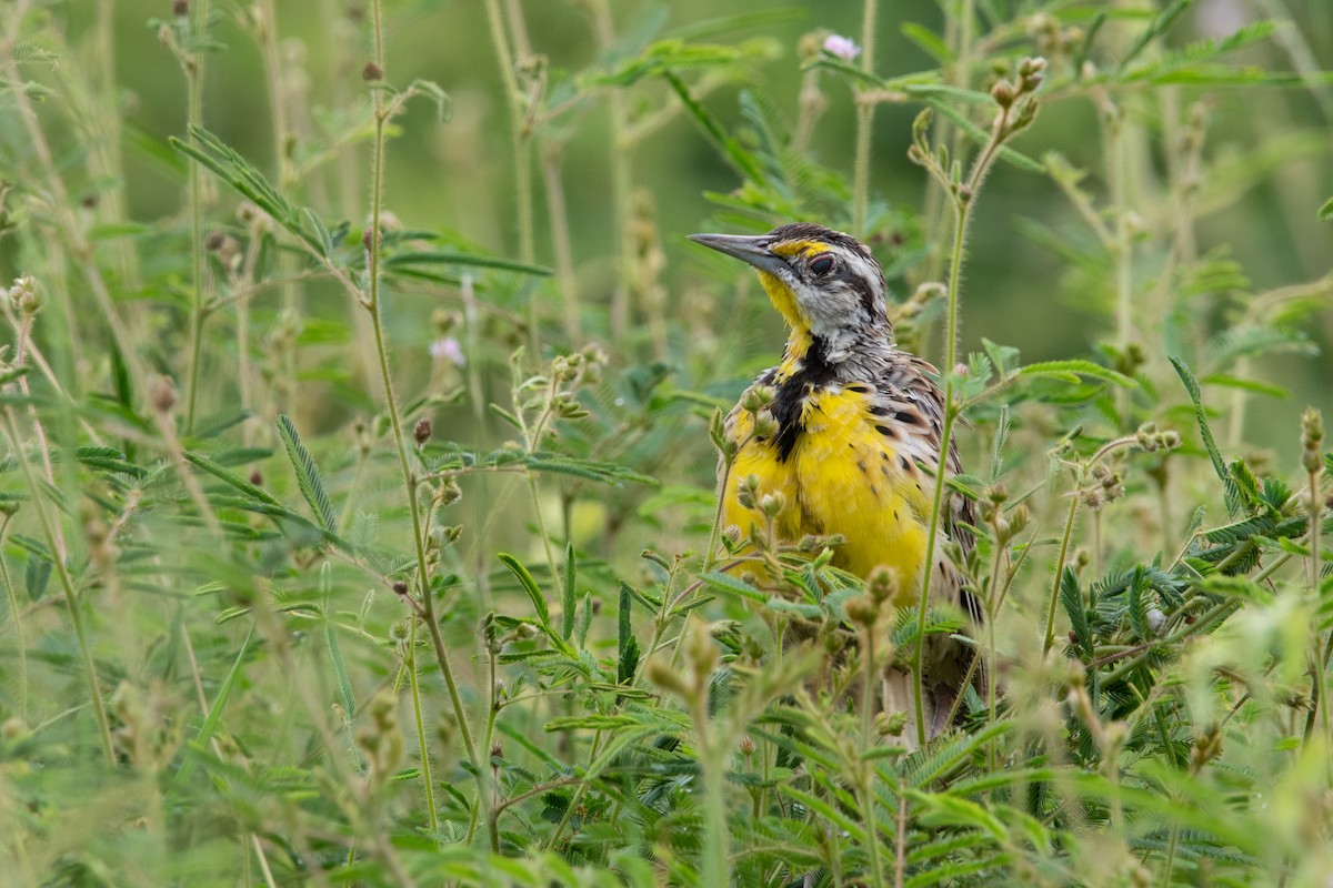 Eastern Meadowlark - ML639868545