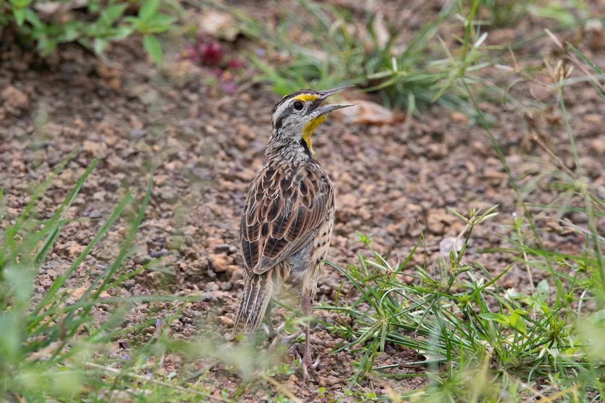 Eastern Meadowlark - ML639868546
