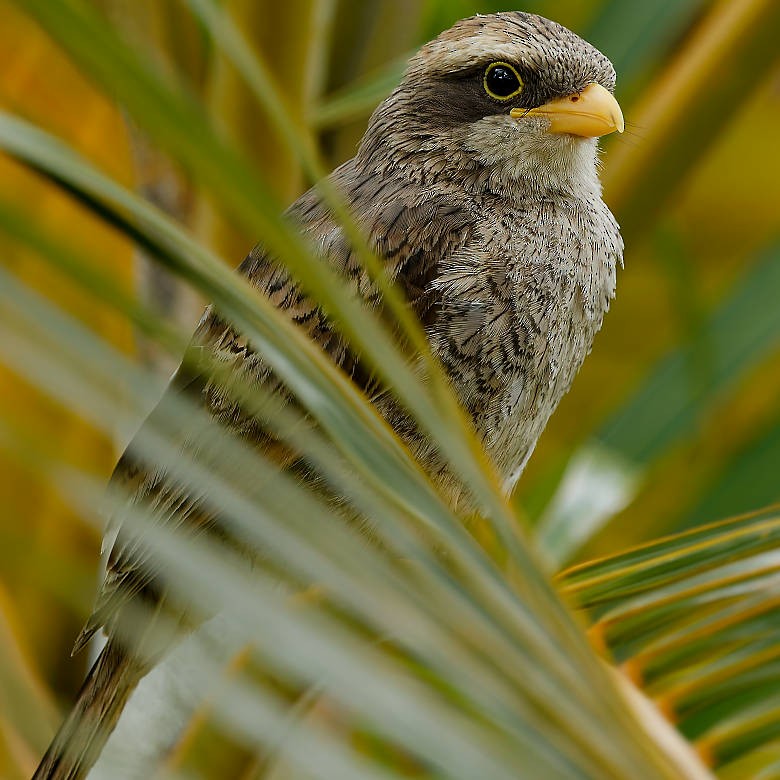 Yellow-billed Shrike - ML639868557