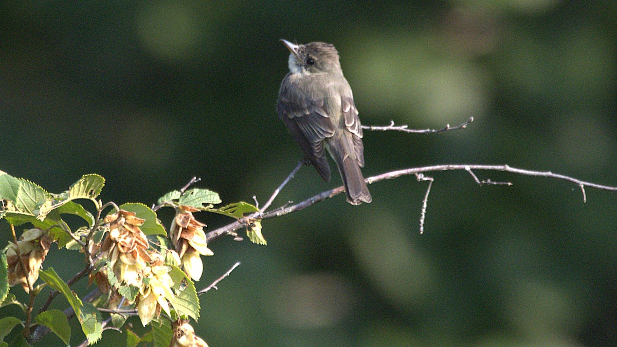 Eastern Wood-Pewee - ML639868558