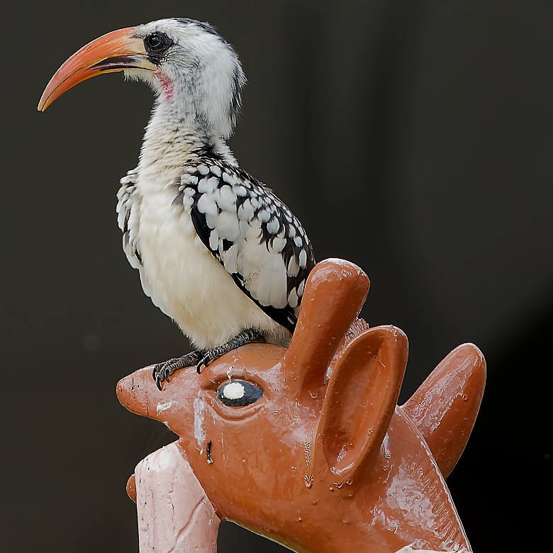 Western Red-billed Hornbill - ML639868559