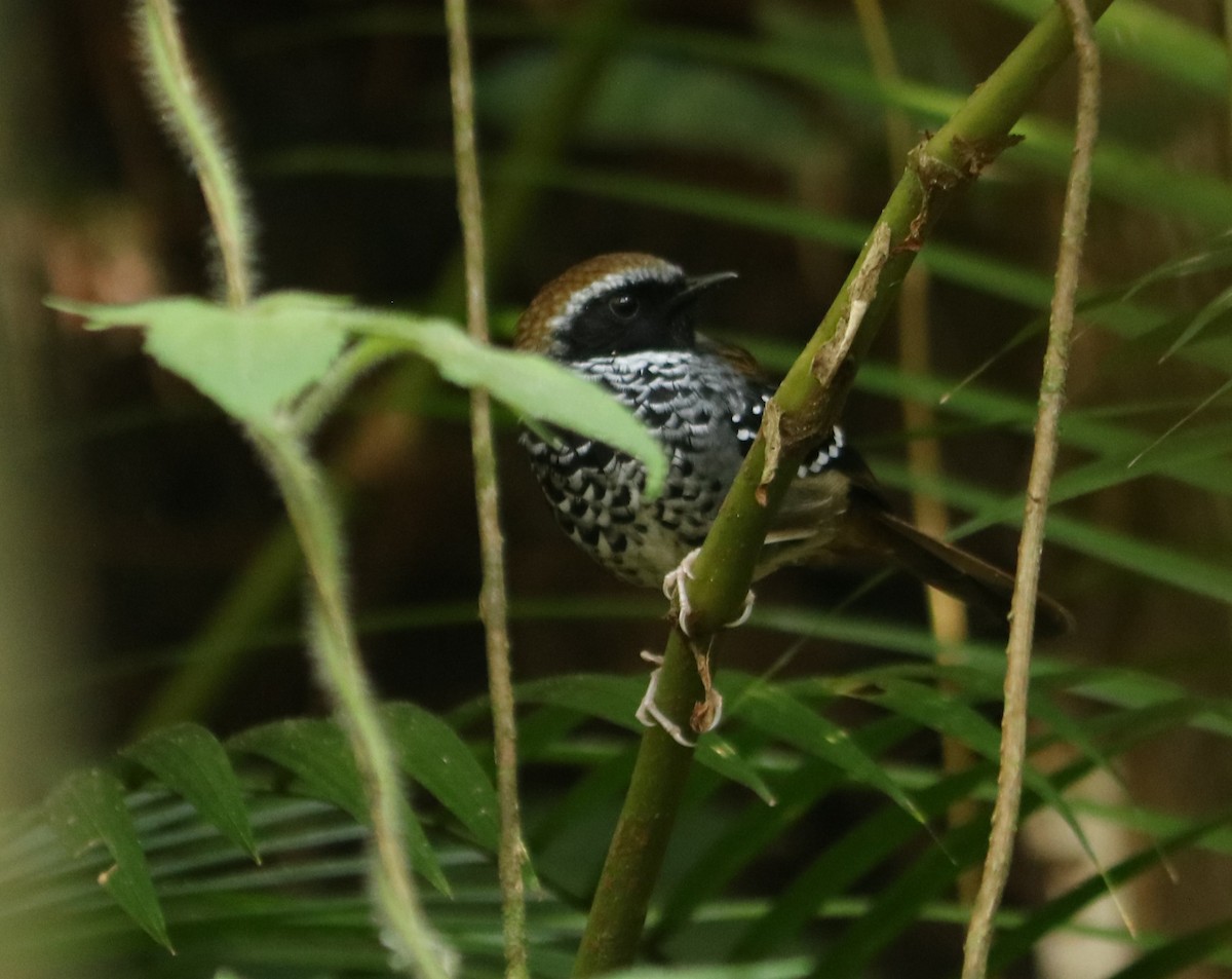 Squamate Antbird - ML639868613