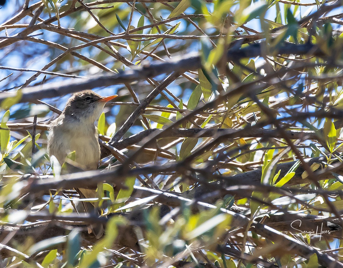 Olive-tree Warbler - ML639868618