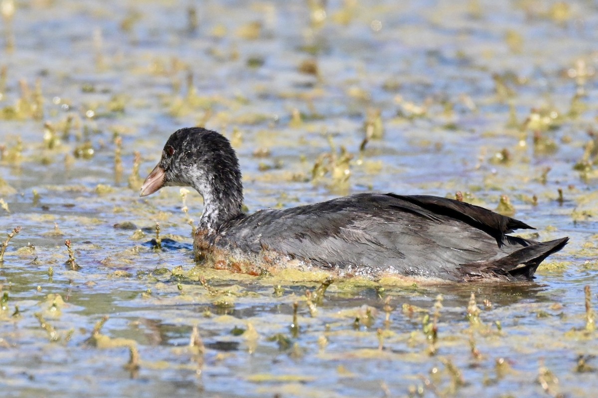 Eurasian Coot - ML639868642