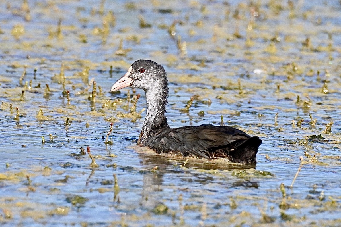 Eurasian Coot - ML639868643