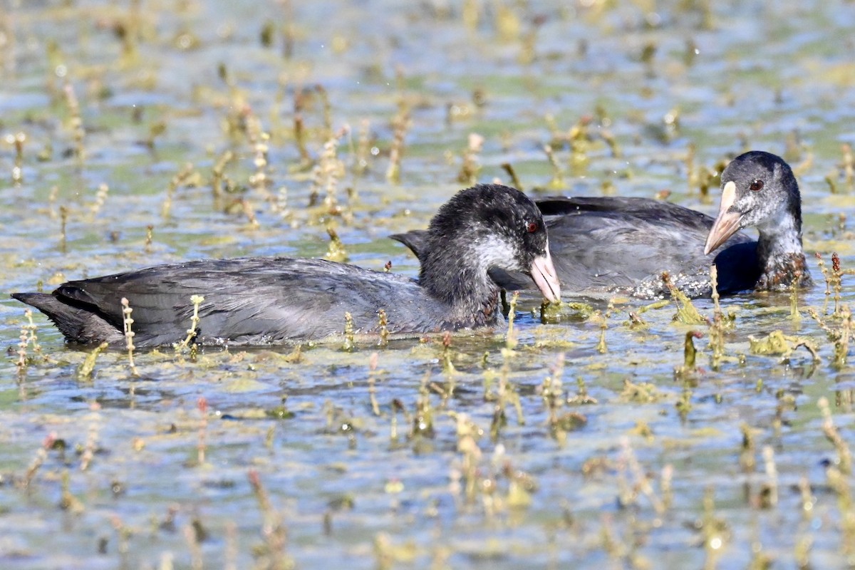 Eurasian Coot - ML639868644