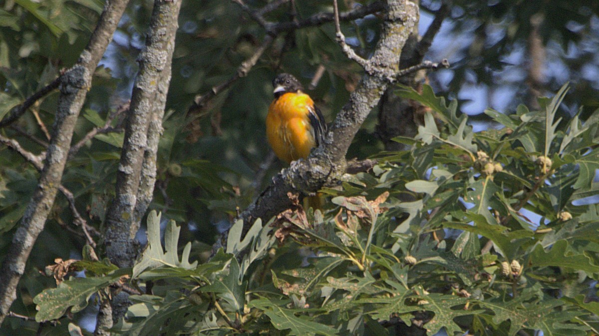 Baltimore Oriole - ML639868653