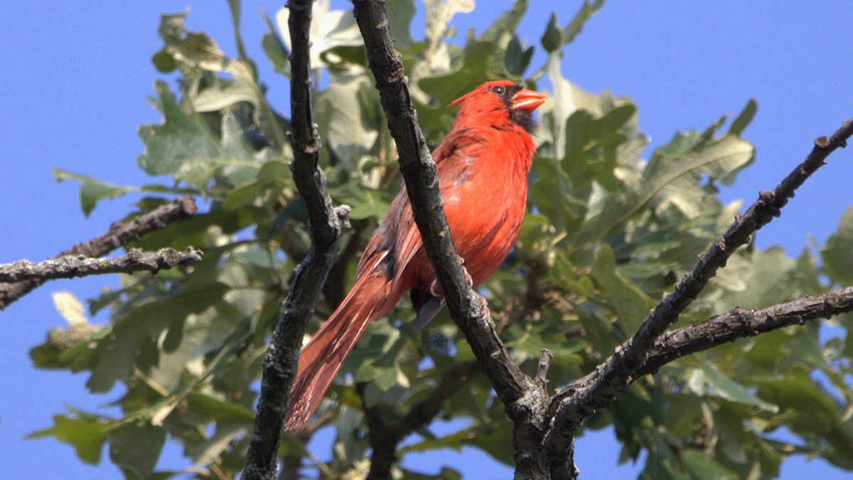 Northern Cardinal - ML639868661