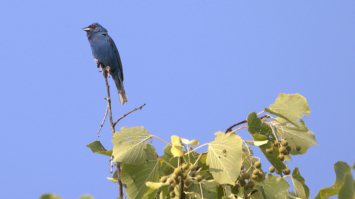 Indigo Bunting - ML639868675