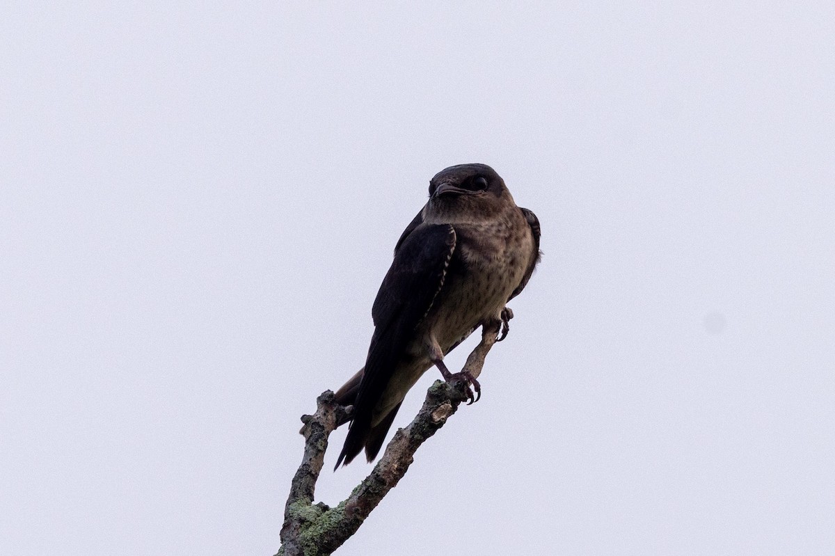 Purple Martin - ML639868694