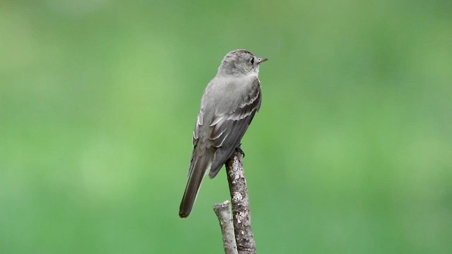 Eastern Wood-Pewee - ML639868717