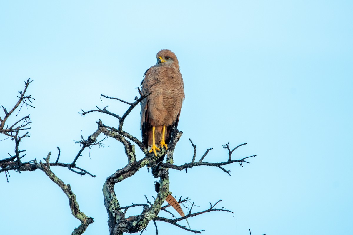 Savanna Hawk - ML639868746