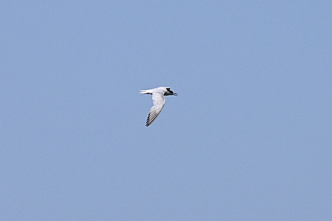 Gull-billed Tern - ML639868756
